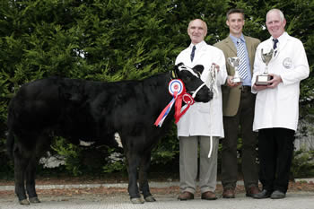 Woodview Aleagh, Supreme Champion Sam Milliken, Coleraine, owner is pictured with Jim Ervine, Chairman, NI Belgian Blue Club and Philip Halhead, Centre, Norbreck Genetics, Sponsor and Judge.